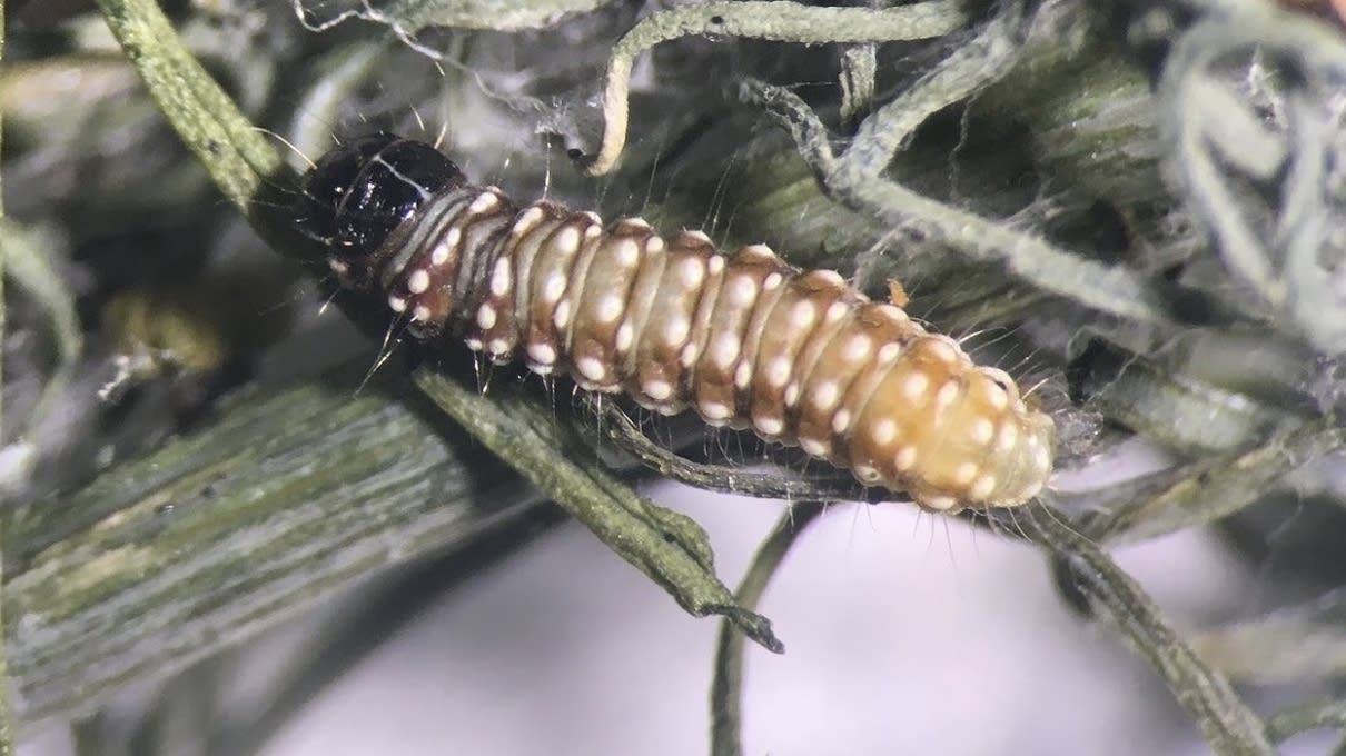 New invasive insect found in Minnesota for first time MPR News