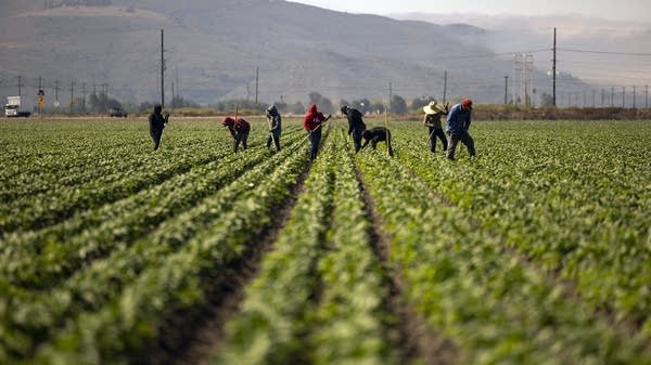 “We're talking about workers who are essential to our agricultural industry in our country,” said Teresa Romero of the United Farm Workers union.