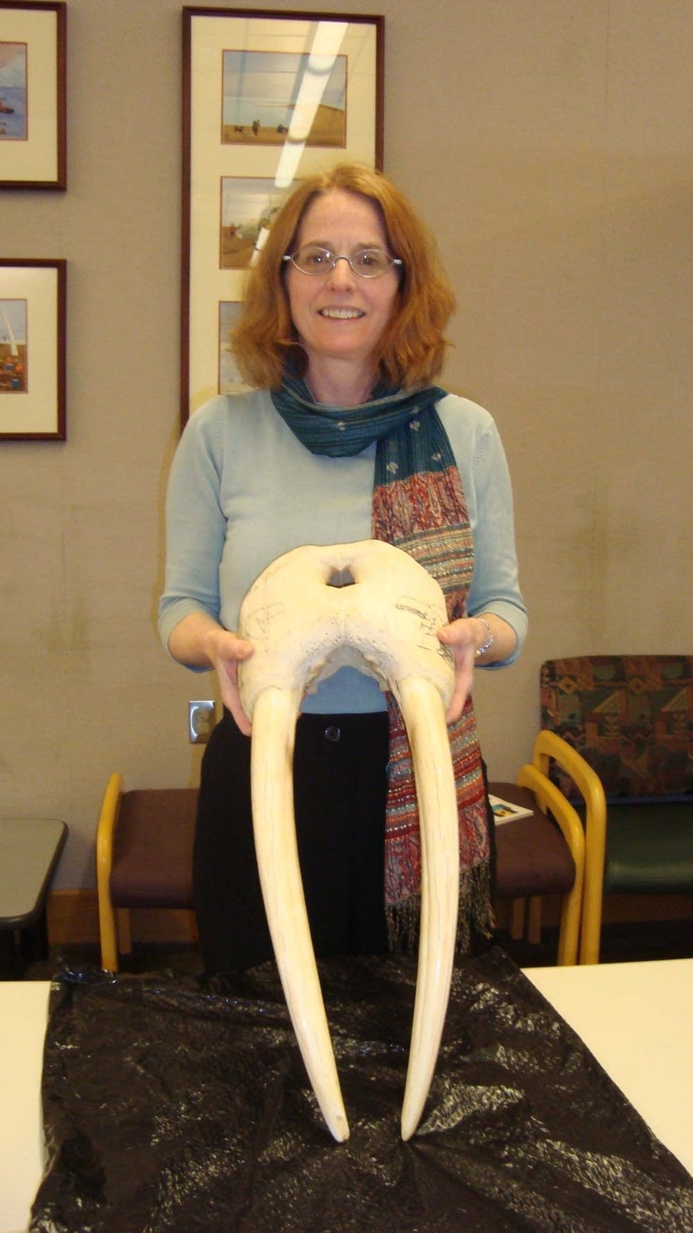 Walrus tusk