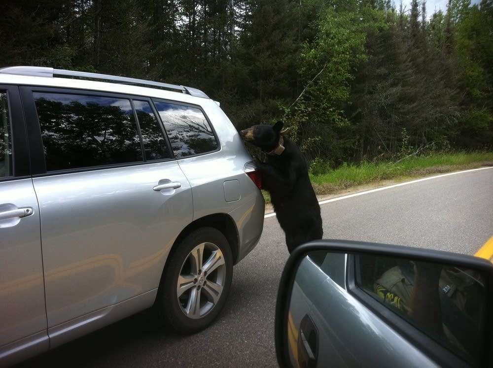 Bear at Bear Head Island State Park