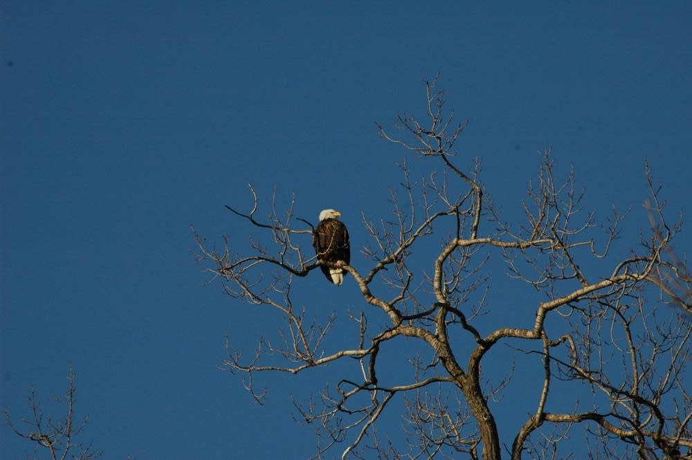 Eagle in a tree