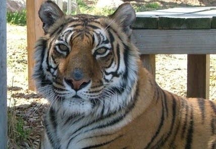 A Bengal tiger looks at the camera.