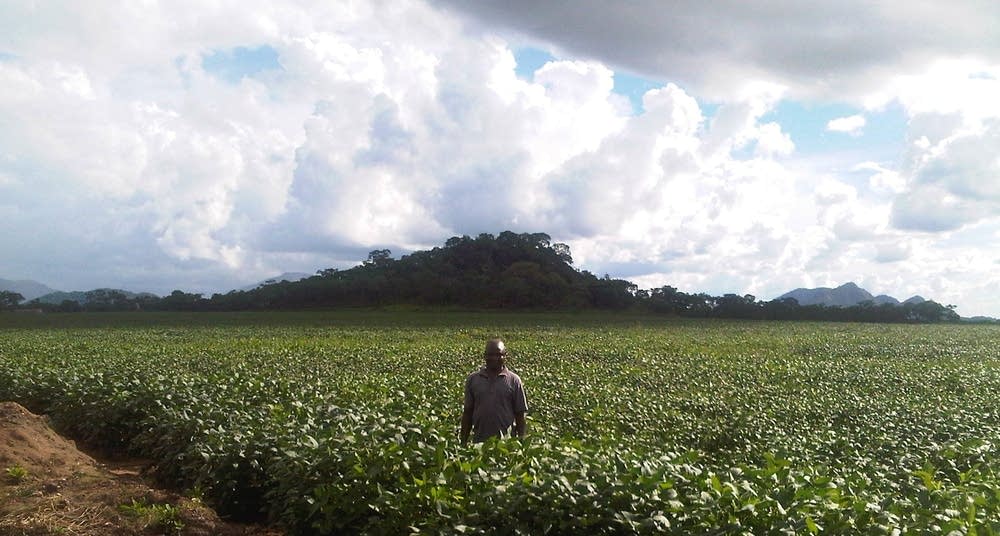 Mozambique soy bean field