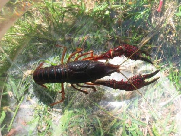 Red Swamp Crayfish (Procambarus clarkii)