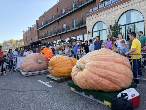 pumpkin regatta 
