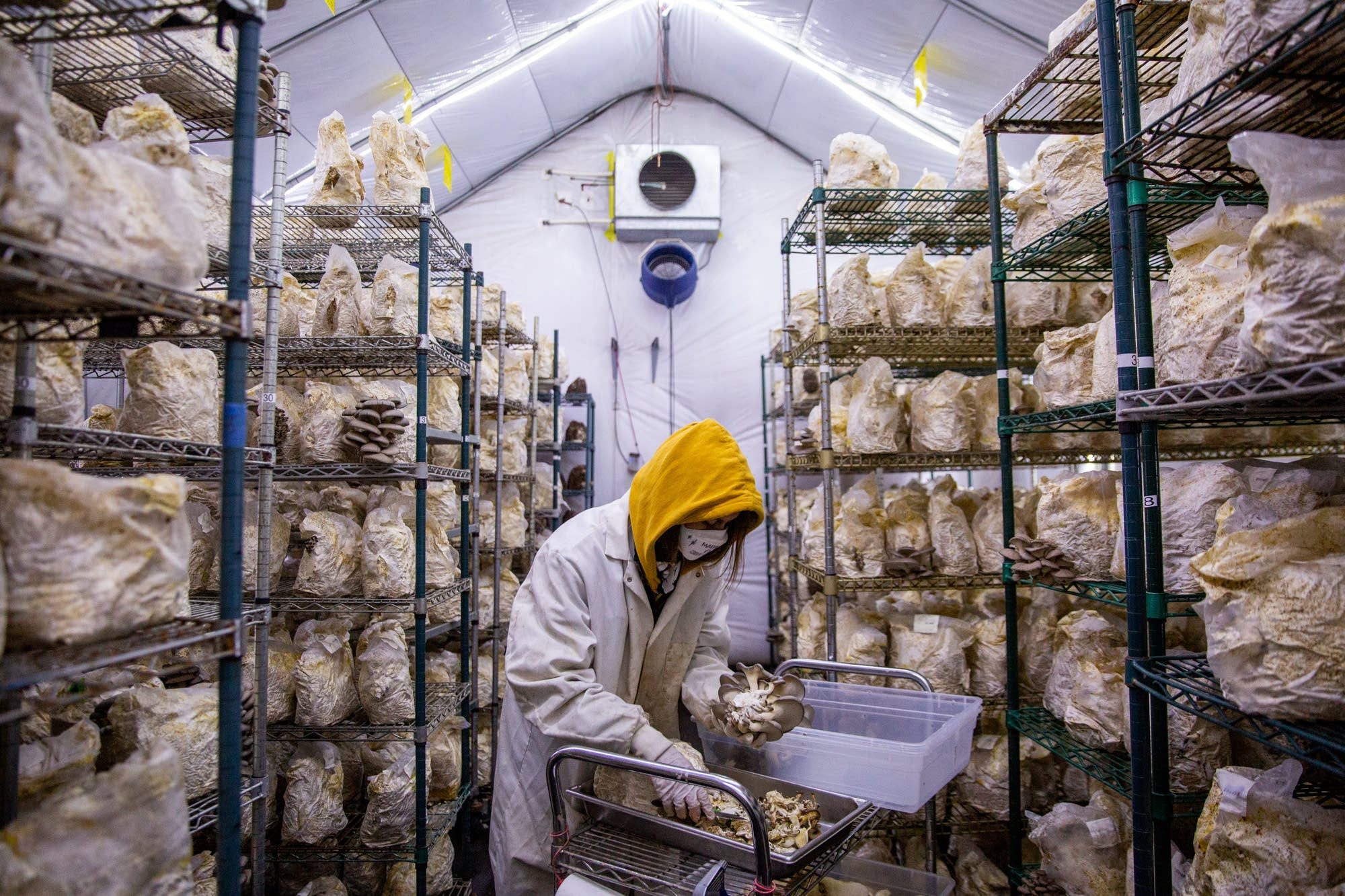 Development plans dampen mushroom grower's future MPR News