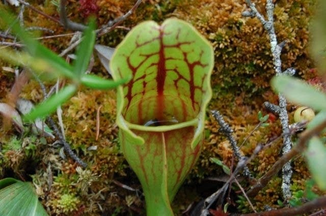 Pitcher plant