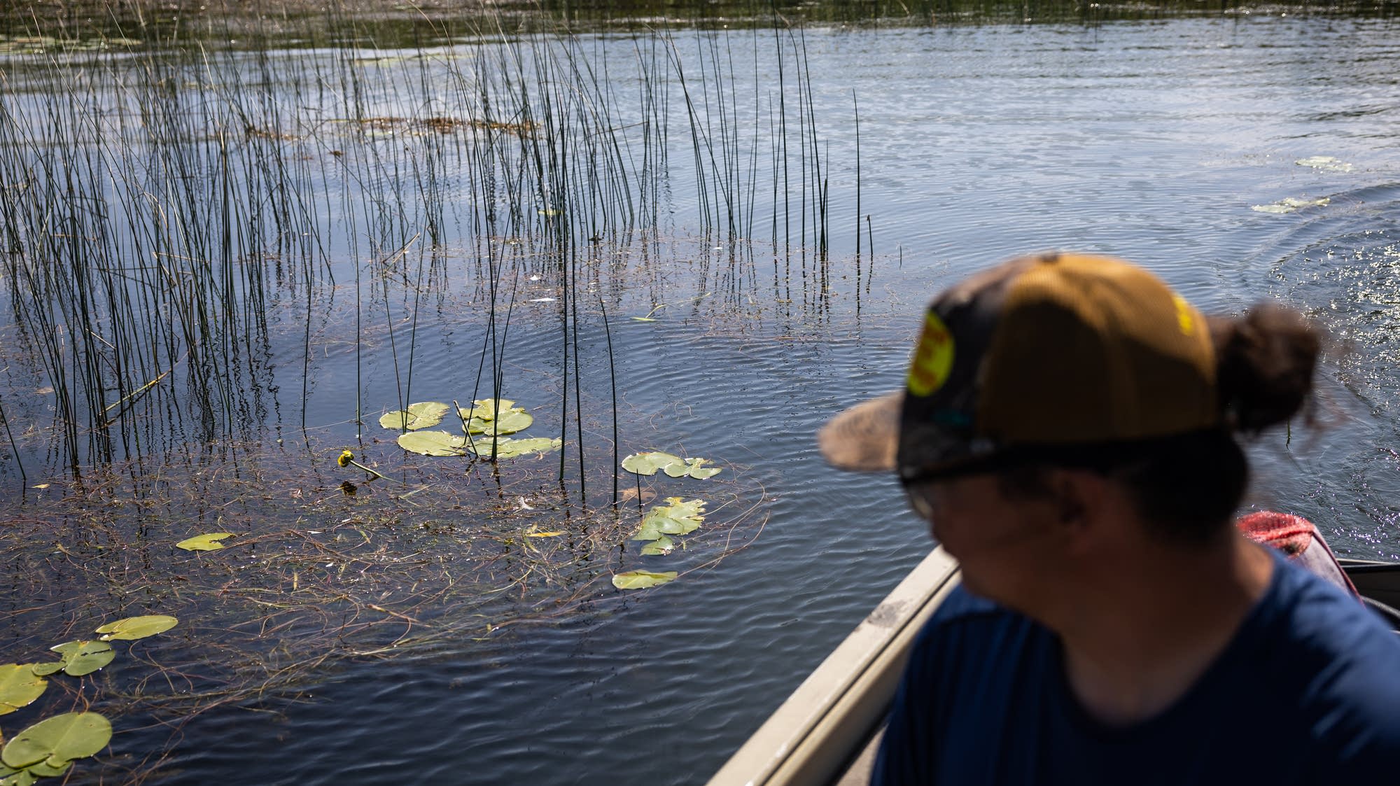 Many Minnesotans don't value aquatic plants. The state's lakes are paying a price.