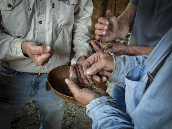  A fall tradition: Bringing in the wild rice harvest