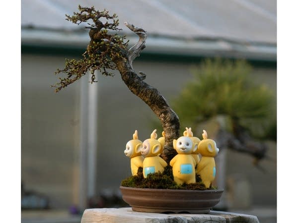 Bonsai Trees for Sale Minneapolis