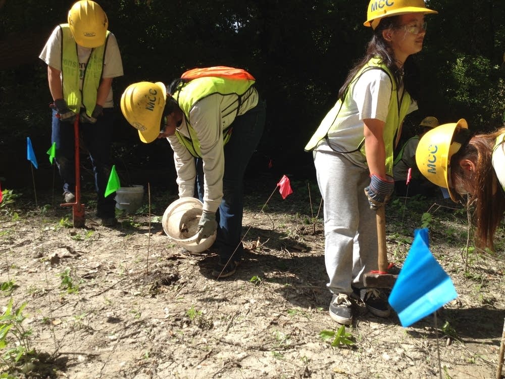 Conservation Corps volunteers plant cottonwoods