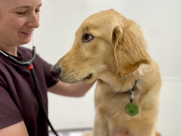A dog gets an exam