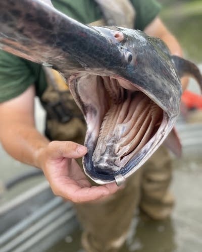 ac572b-20250515-a-large-fish-