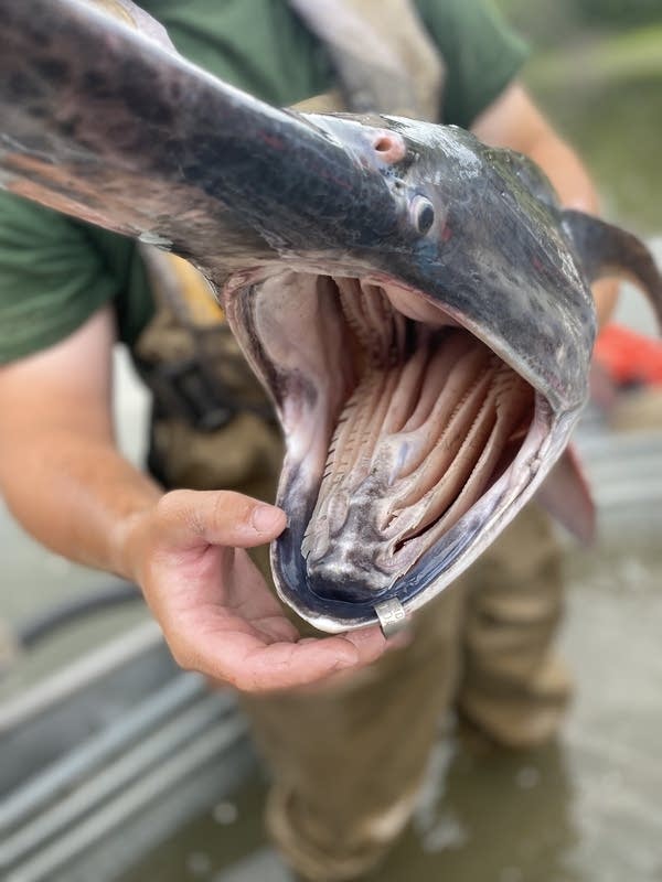 A large fish jaw