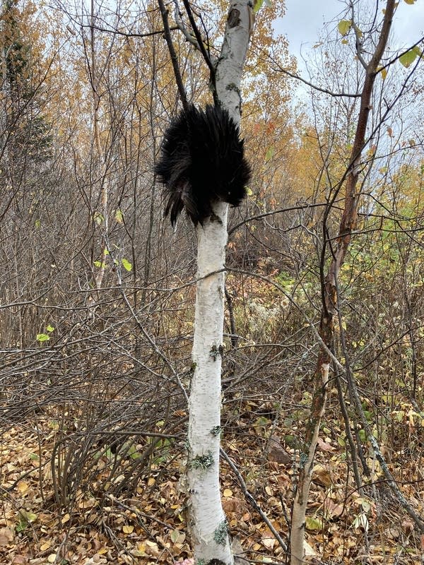 A moose's "bell" hanging on a tree. 