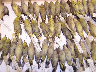 U of M bird collection