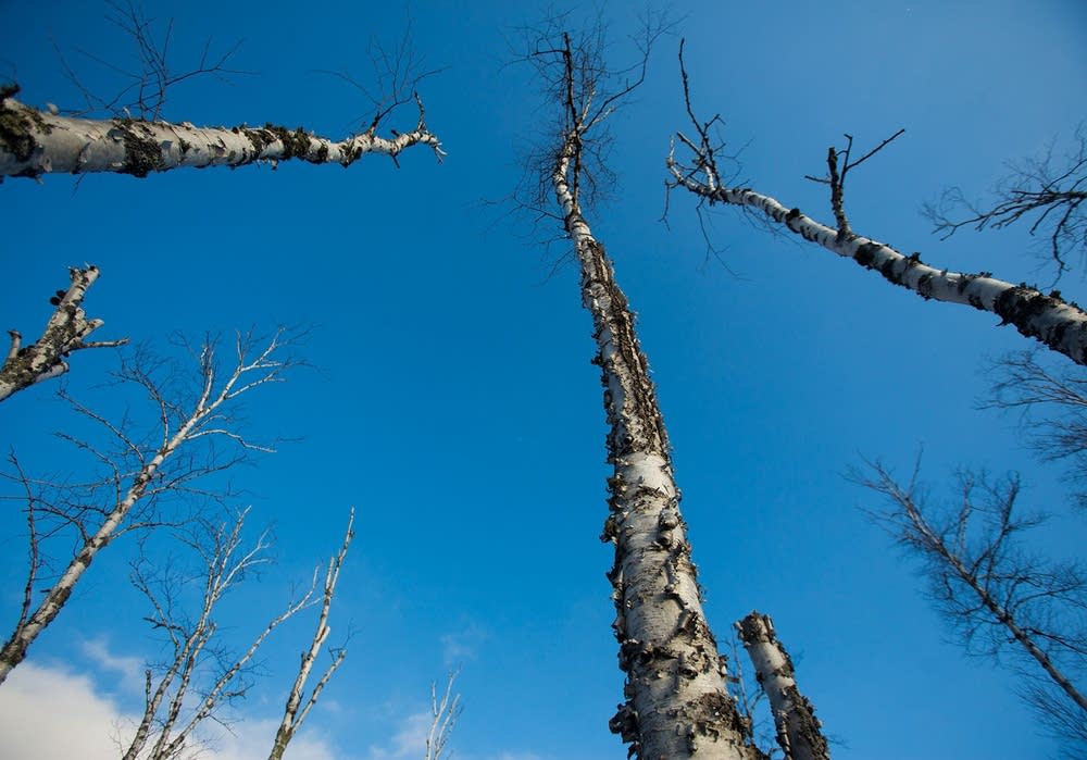 Dead birch trees tell story of drastic change on North Shore