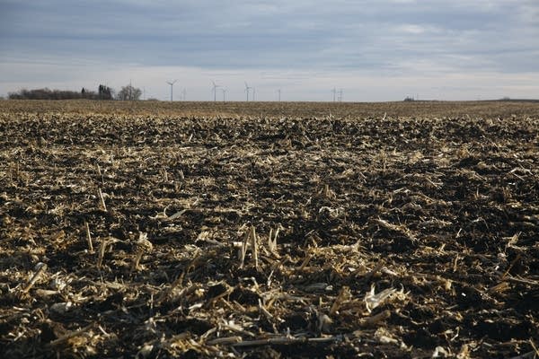 Wind turbines spin over harvested corn fields in Lake Benton, Minn.