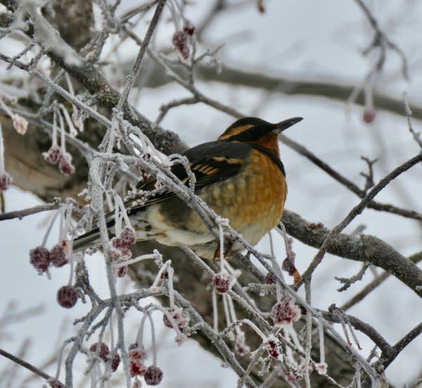 varied thrush