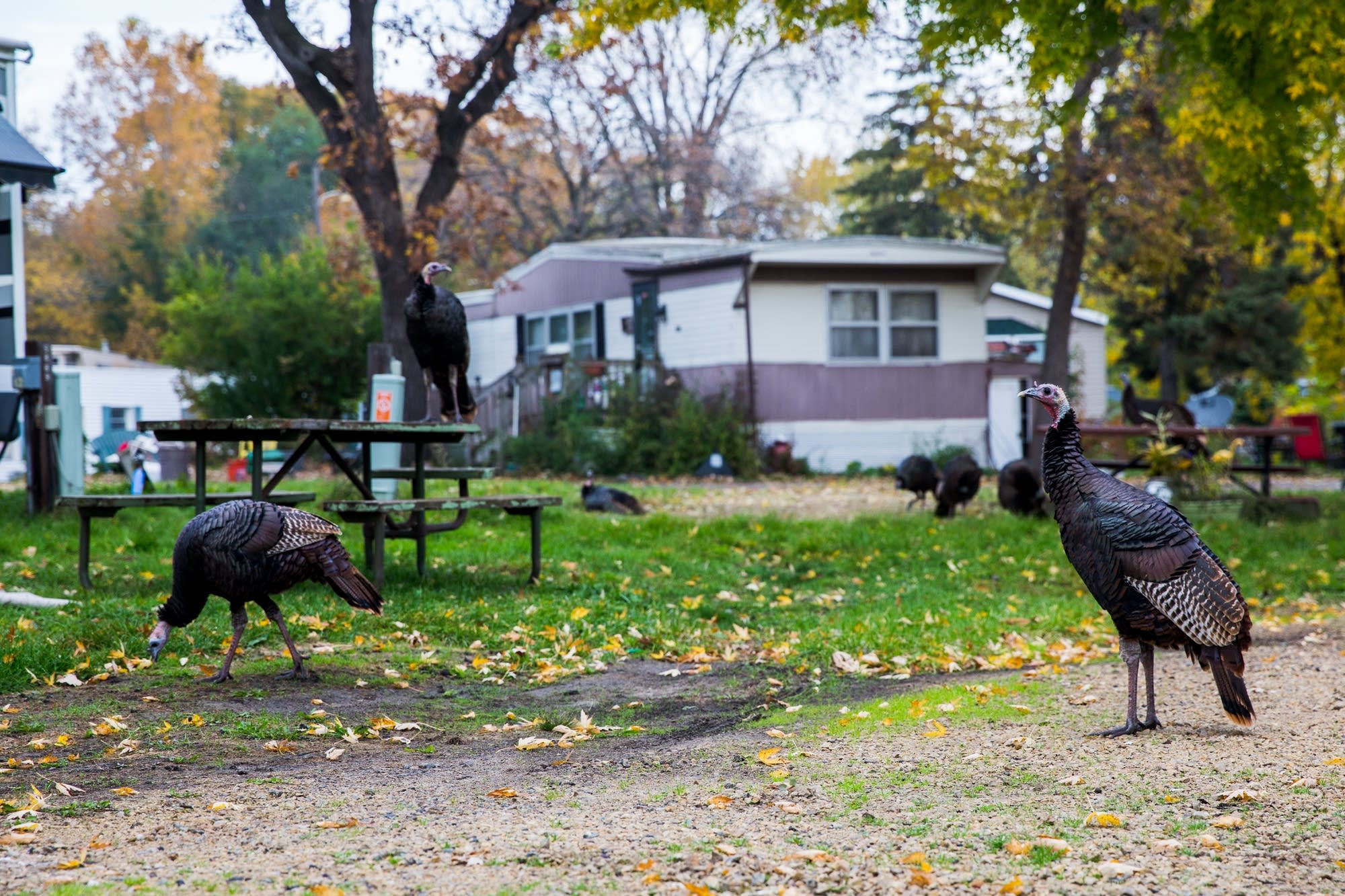 A gang of turkeys in St. Anthony.