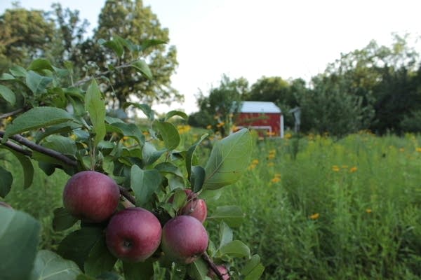 Eating and Drinking with The Growler's Joe Alton: Cider