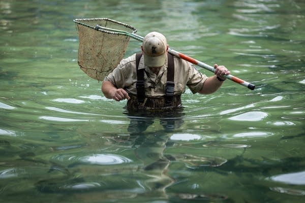 A person wades through a pond