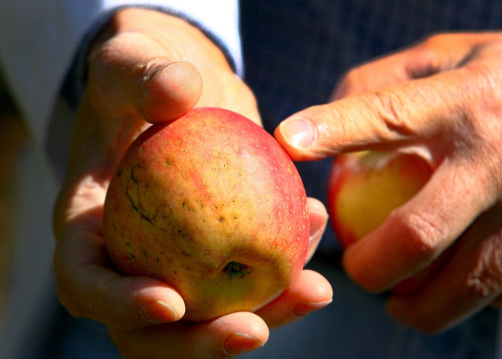 A damaged apple