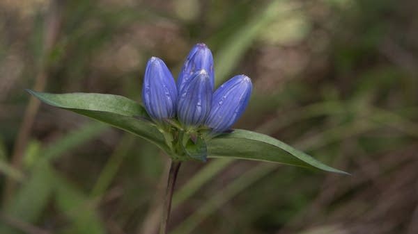 A close-up photo of a purple flower