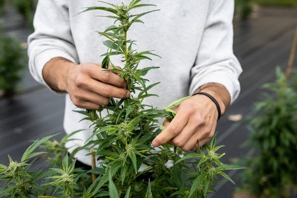 A person trims the leaves on a marijuana plant