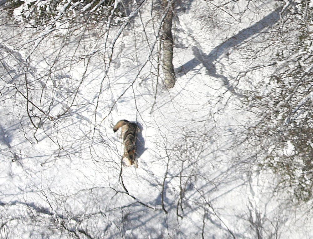 Gray wolf