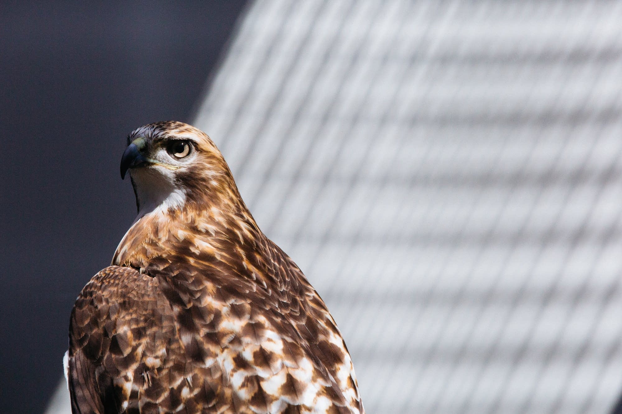 A red tailed hawk named Rowan sits in the sun.