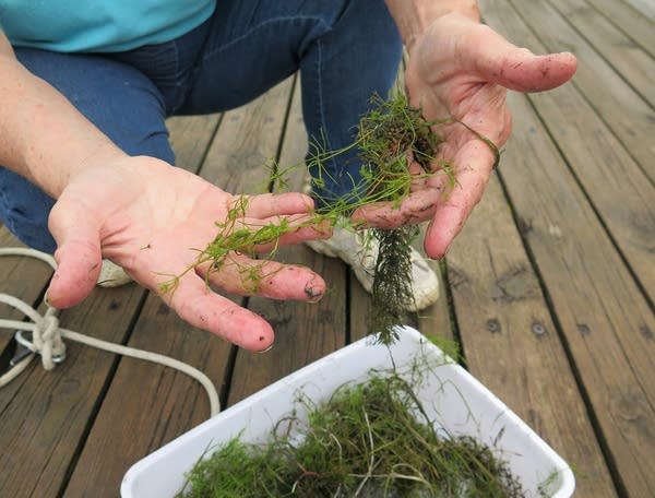 Sharon Natzel holds green aquatic plants in her hands.