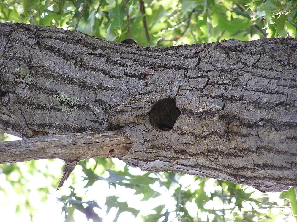 Woodpecker hole