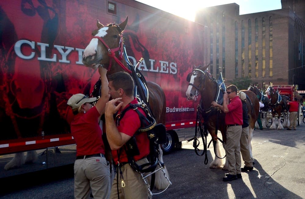 The Budweiser Clydesdales