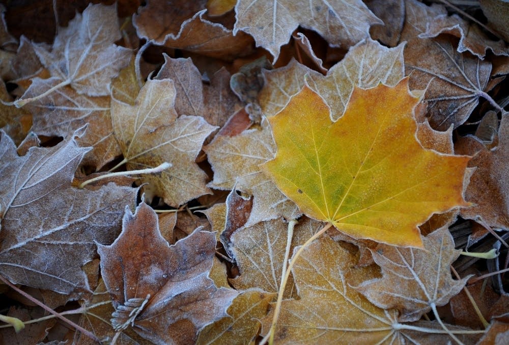 Leaves covered in frost