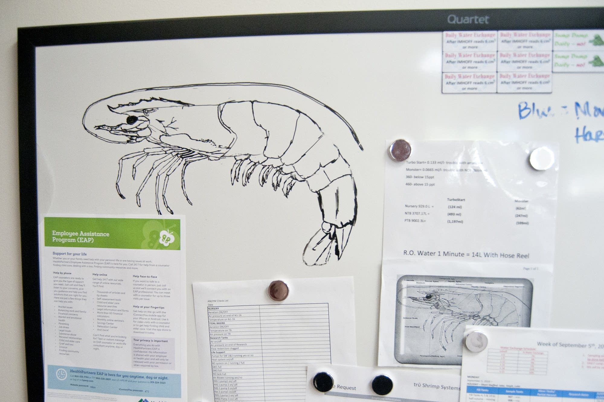 A drawing of a shrimp made by Ralco employee.