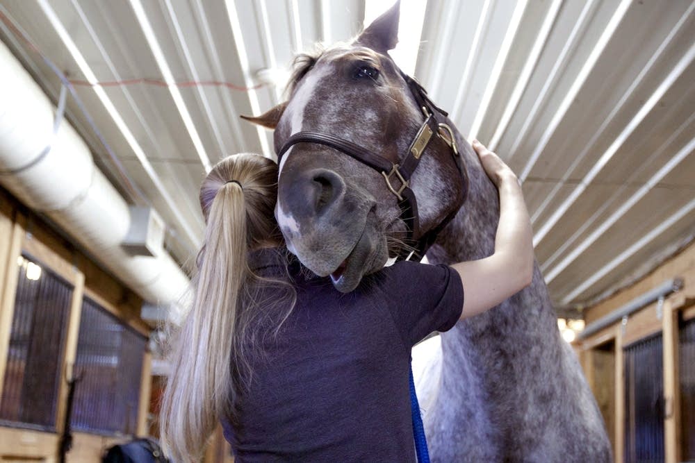 Animal chiropractor