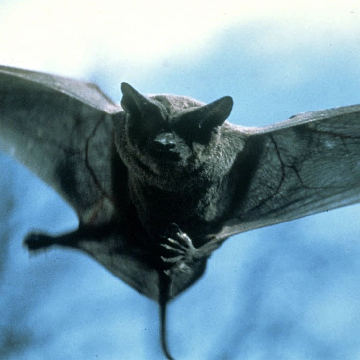 do bats like cigarette smoke Happy bat season! Here's your rabies questions, answered