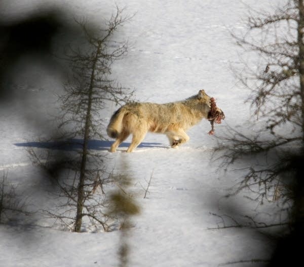 Minn. Supreme Court asked to block wolf season