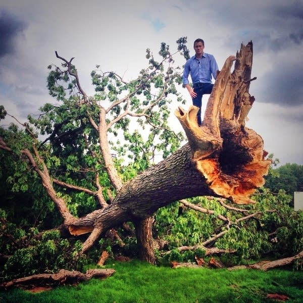 kare11_tree