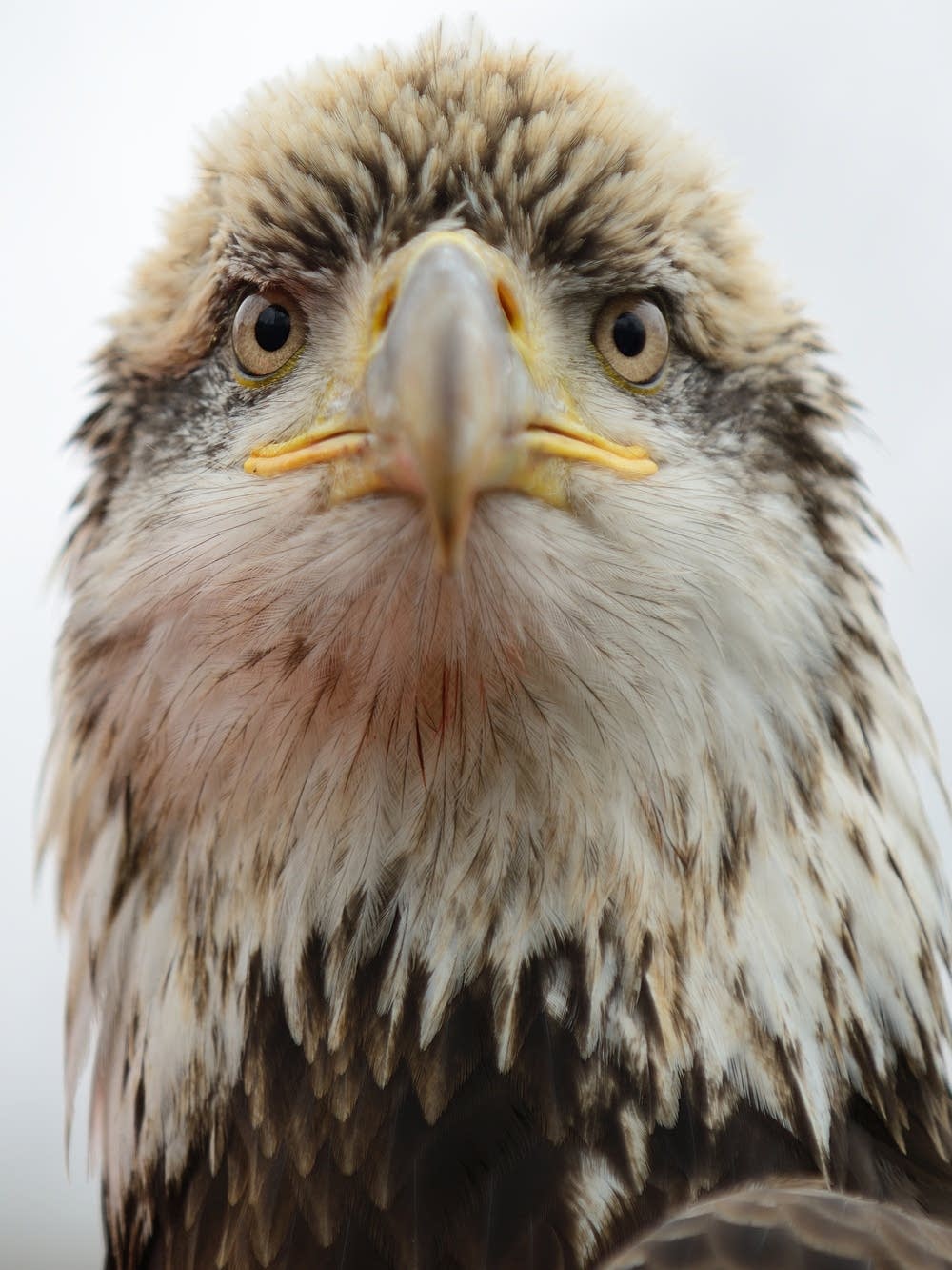 Minnesota Scenes Your eye on May Minnesota Public Radio News