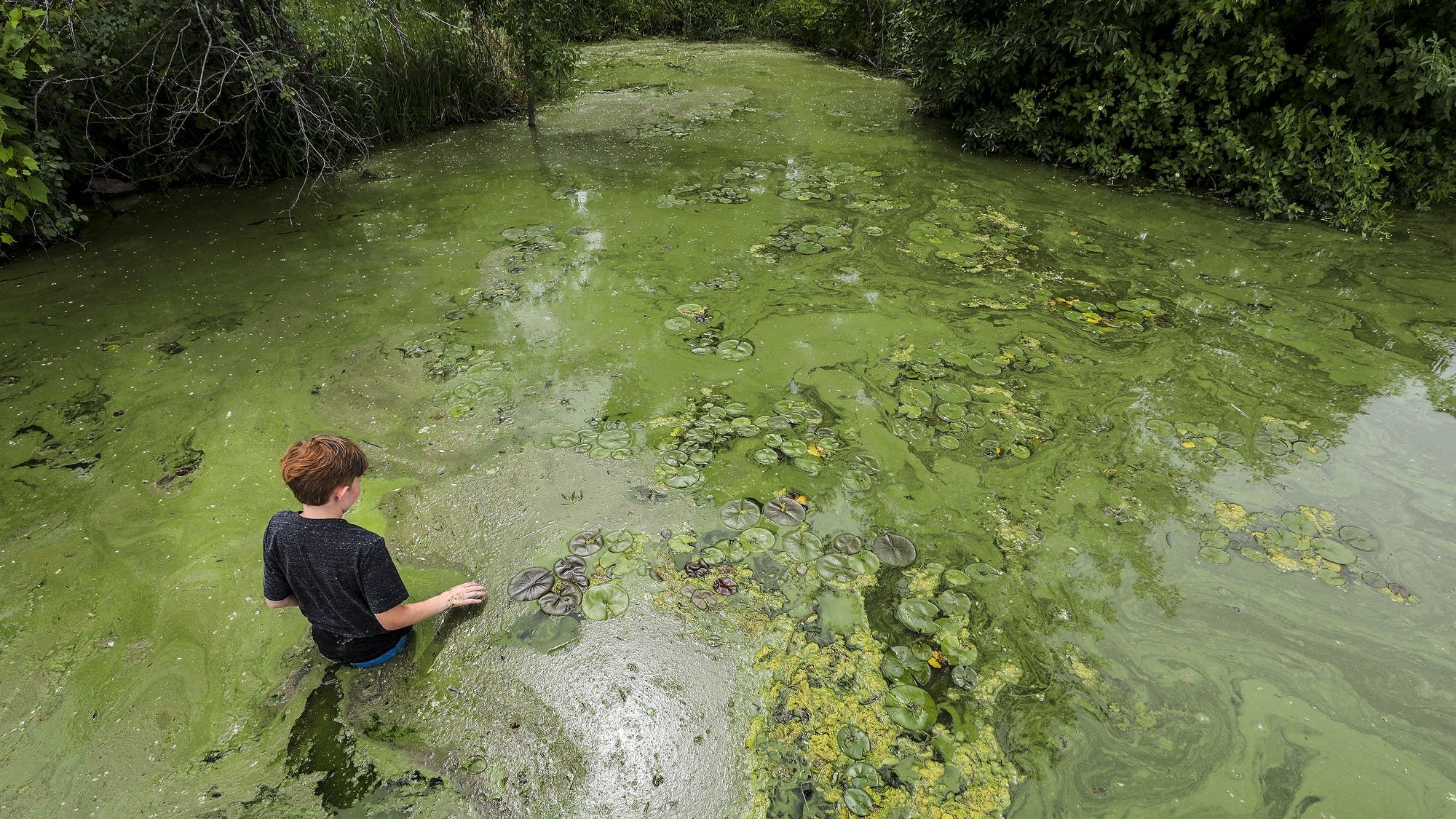 Eleven-year-old Evan Trompeter wades through algae in Little Rock Lake.