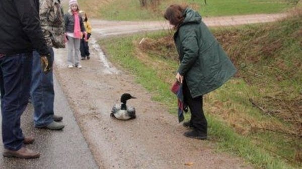 Spring storms strand migrating loons in Wisconsin | MPR News