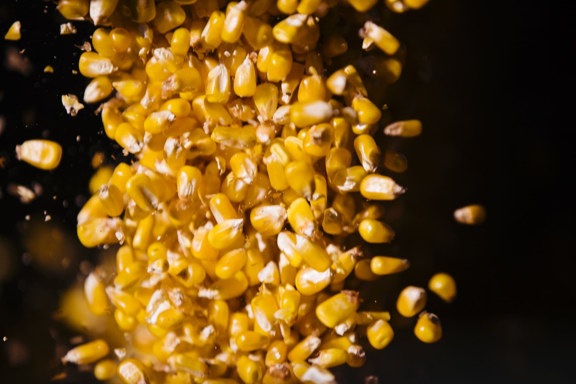 Photos Minnesota farm family's corn harvest is labor of love