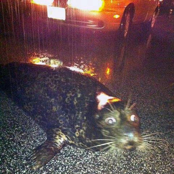 Zoo seal on Grand Avenue