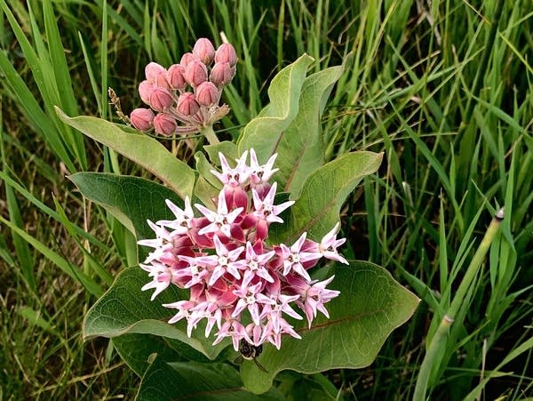 pink flowers and green leaves