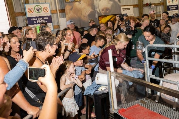 fairgoers watching delivery of newborn piglet