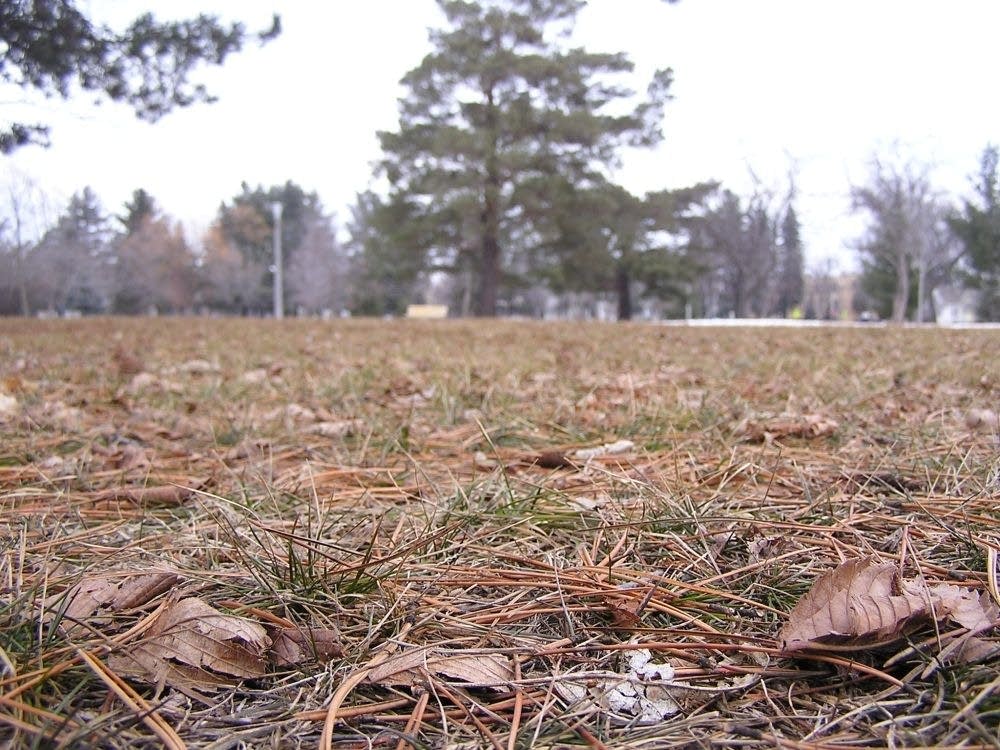 Brown ground