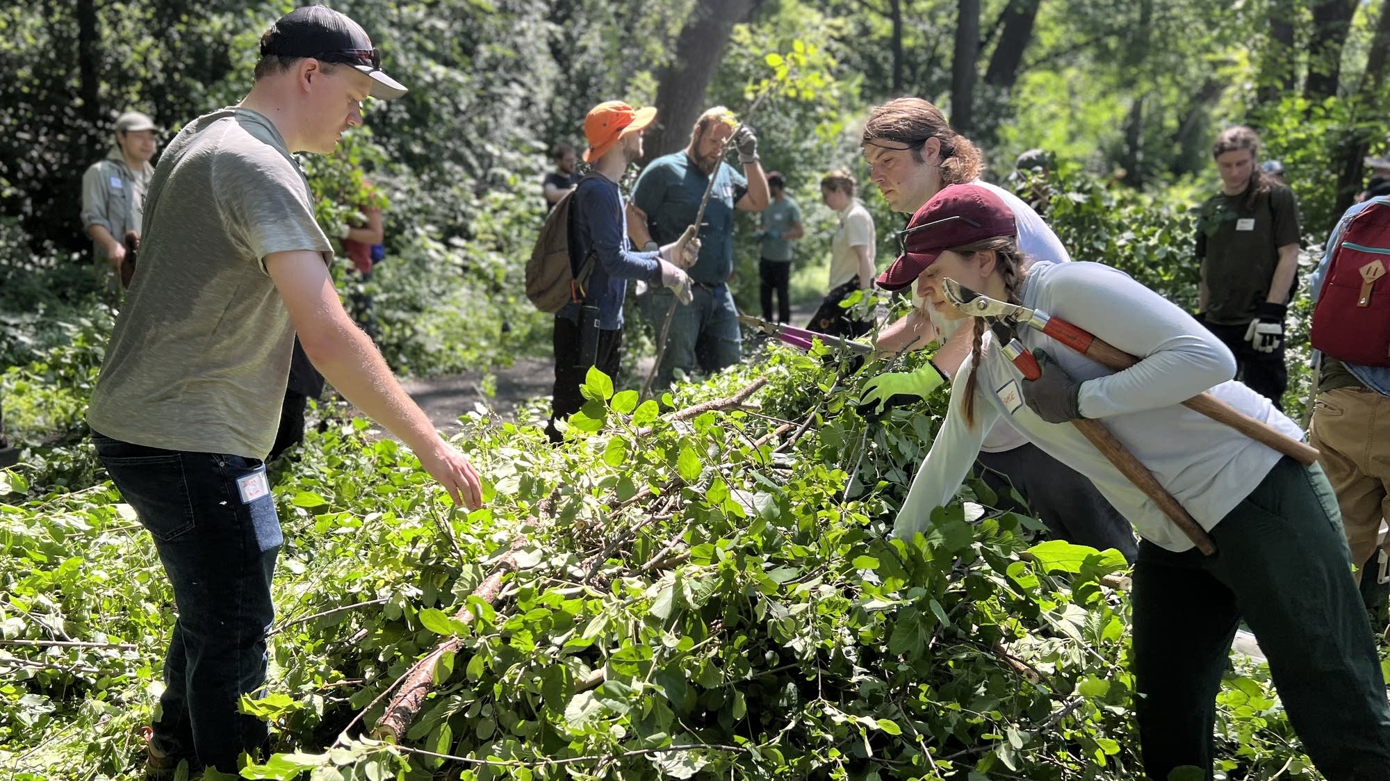 Twin Cities singles trade dating apps for buckthorn removal