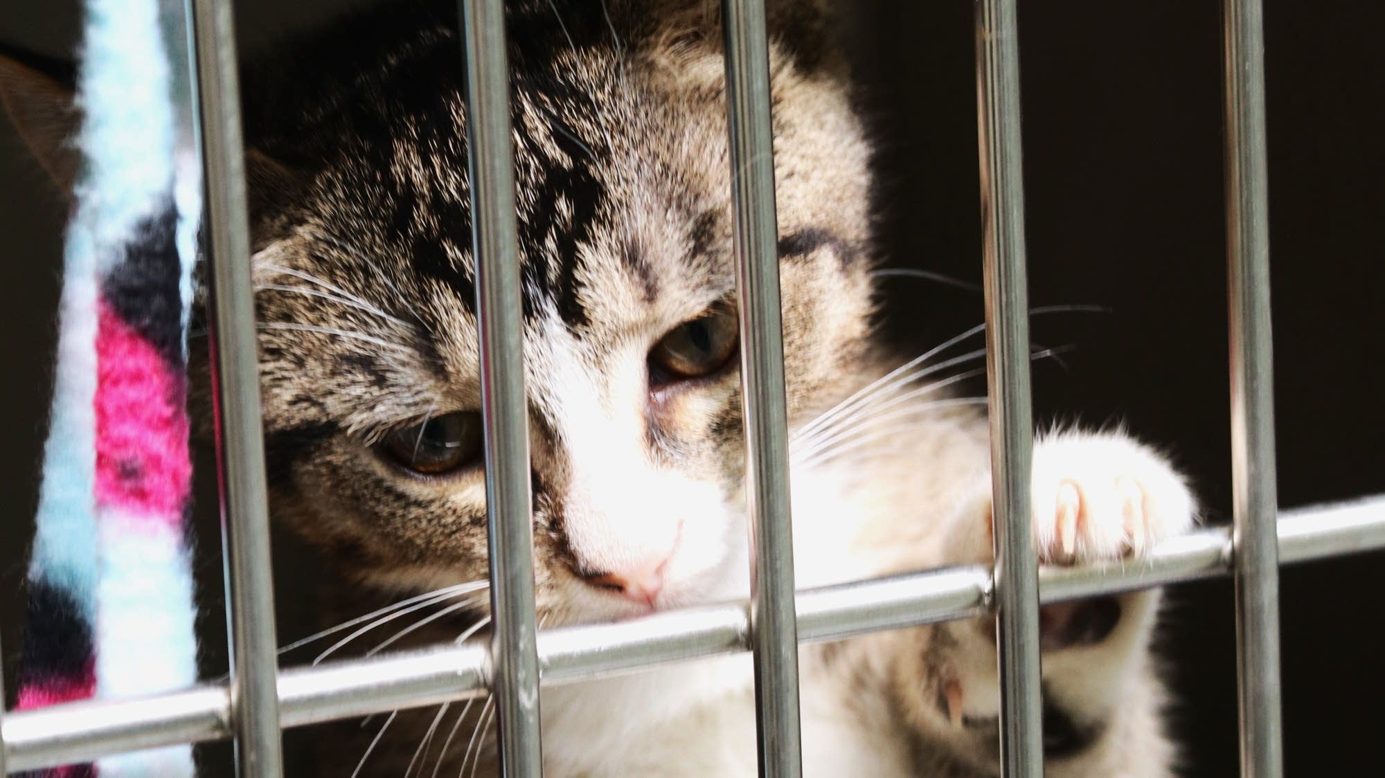 Abandoned, stray animals flood Twin Cities shelters after the holiday weekend - Vimarsana News